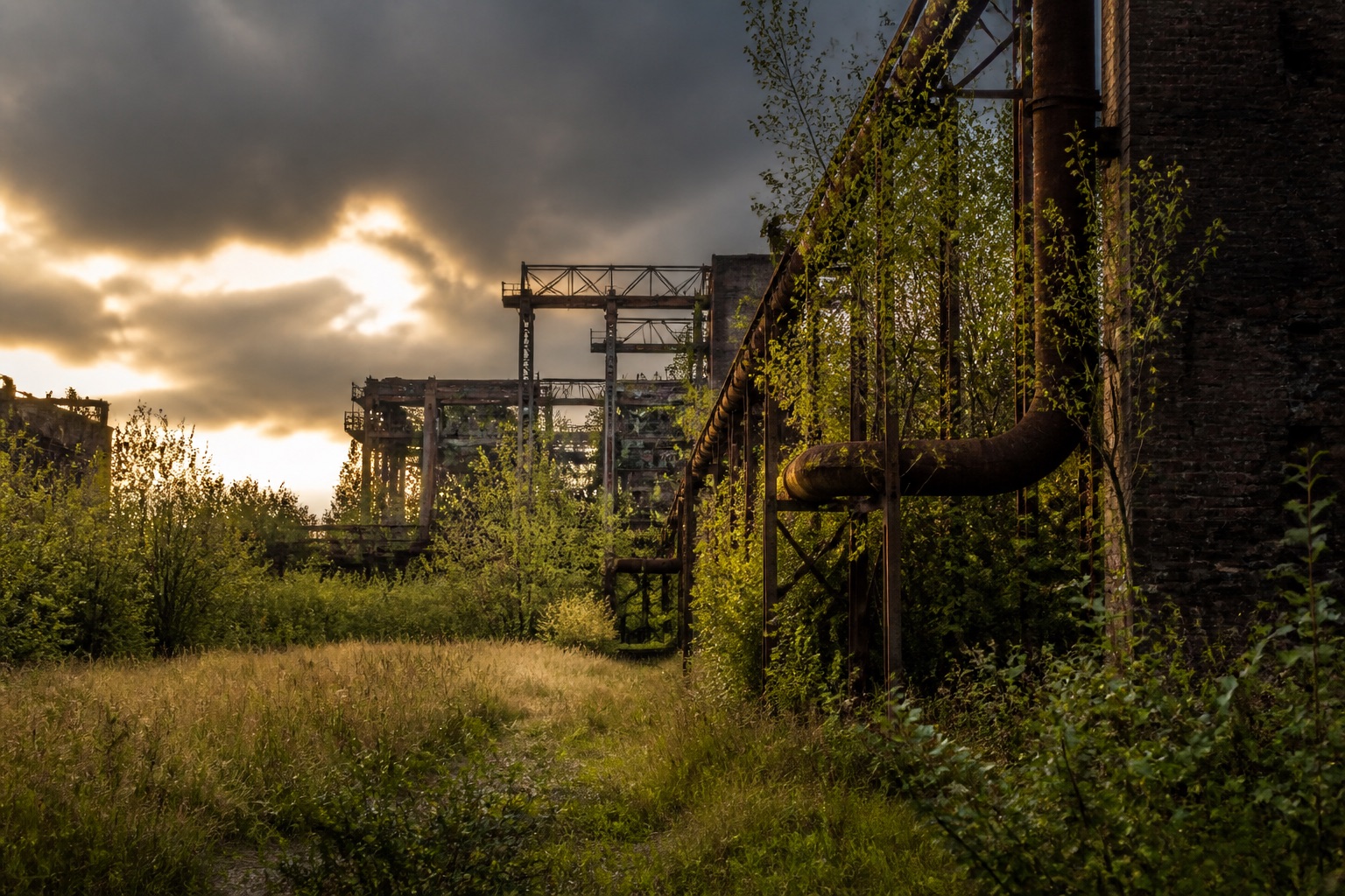Charpentes rouillées d'aciérie envahies de bouleaux, friche industrielle reconquise par la nature